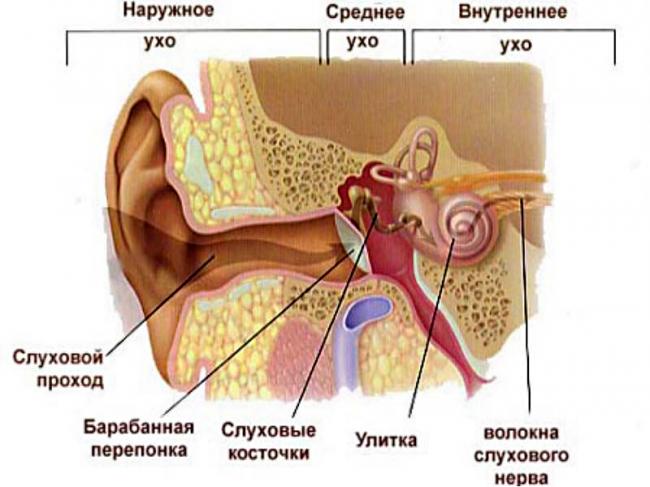 шум-звон-щелкает-в-ушакс-и-резкое-снижение-sluxa.jpg