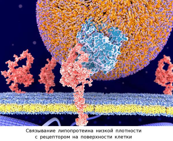 Связывание липопротеинов с рецептором