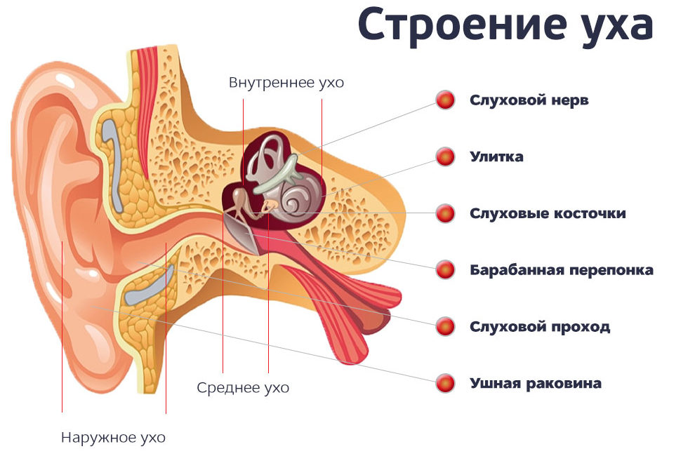 Строение уха