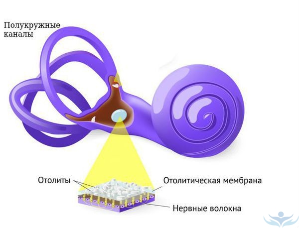 Схематическое изображение отолитов на отолитовой мембране внутреннего уха и полукружных каналах